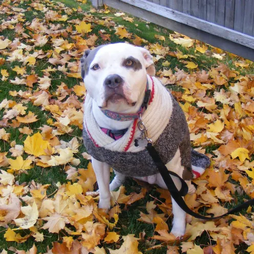 A picture of a pit bull terrier named Sophie sitting in fallen leaves 